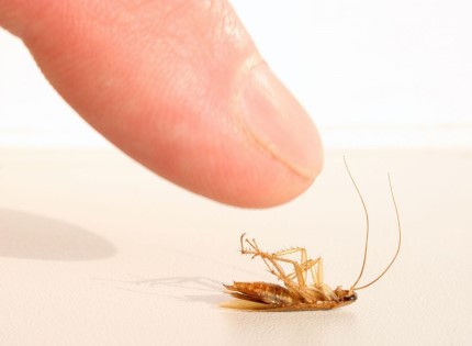 Народные методы, которые позволяют быстро избавиться от тараканов
