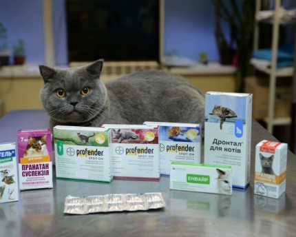 Полезные советы по выбору качественных лекарственных средств для котов