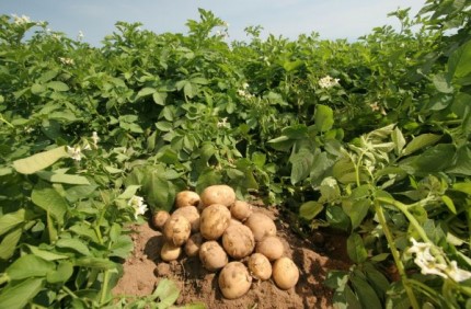 Особенности применения плоскореза Фокина при выращивании картофеля