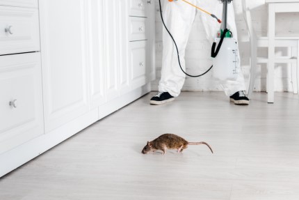 Как избавиться от крыс в квартире: полезные советы и эффективные методы 